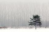 Pine Against Poplars_21268
